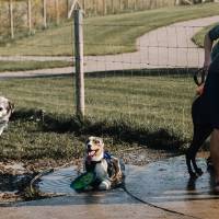 dog enjoys water at the dog park